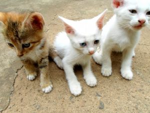 Pet Adoption Specials | Torrington Club